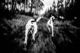 Elie-Monferier, Fisheye Focus