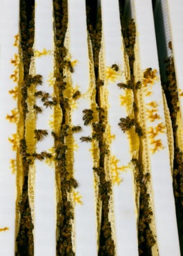 Piquées, Charlotte Abramow, Guerlain