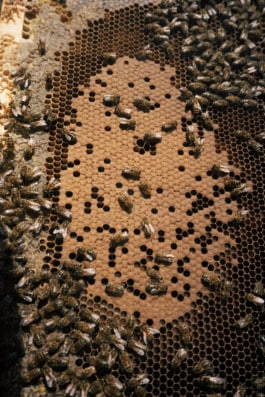 CHARLOTTE ABRAMOW PIQUEES, Guerlain