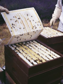 CHARLOTTE ABRAMOW PIQUEES, Guerlain