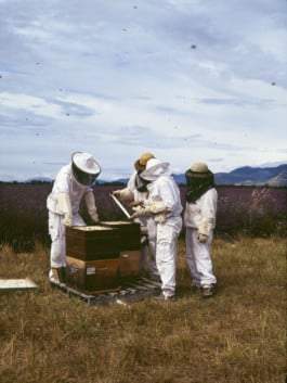 Piquées, Charlotte Abramow, Guerlain