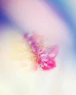 Atelier Montex, Tiphaine Orfao